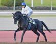 【東京＆京都の危険な人気馬】クロワデュノール　東京１１Ｒ東スポ杯２歳Ｓ