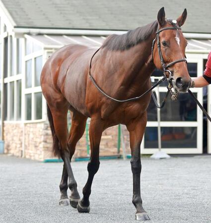 香港国際競走　香港Ｃのリバティアイランドなど９頭が招待受諾