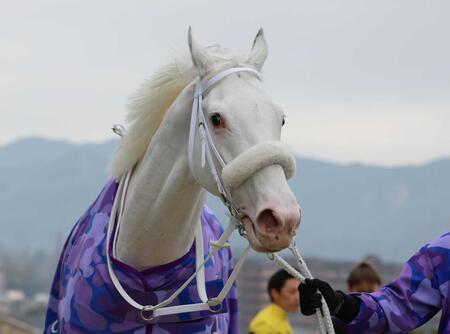 　２４年３月、初勝利を挙げたカルパ