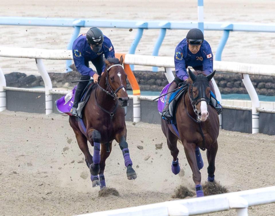 　順調に調整を進めるドウデュース（左）＝撮影・石湯恒介