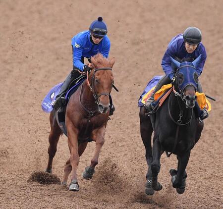 　美浦Ｗで併走馬を楽々と突き放したレモンポップ（左）＝撮影・佐々木彰尚