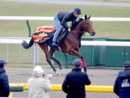 　東京競馬場のダートコースで体をほぐしたゴリアット