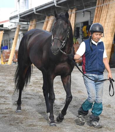 　出世レース突破を狙う良血馬ヴィンセンシオ