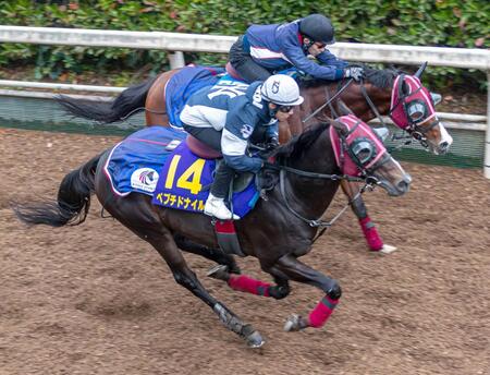 　藤岡佑を背に軽快な動きを見せたペプチドナイル（手前）＝撮影・石湯恒介