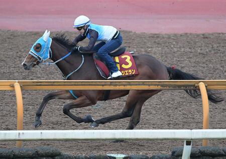 栗東ＣＷで１週前追い切りを行うダンツエラン