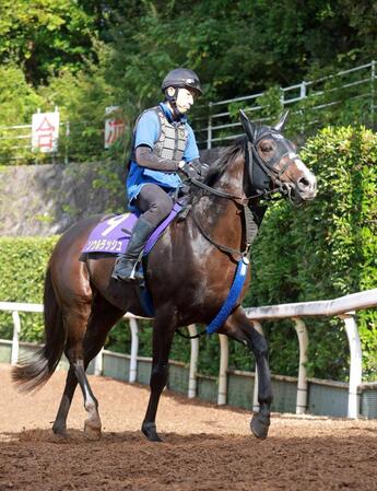 　マイルＣＳに続くＧ１連勝を狙うソウルラッシュ