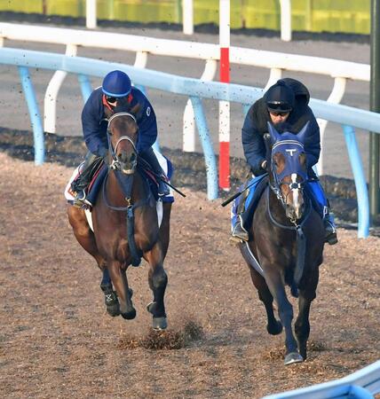 　文句なしの動きを見せたブラウンラチェット（左）＝撮影・持木克友