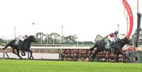 　中日新聞杯を逃げ切って快勝したデシエルト（右）。左は３着のマテンロウレオ