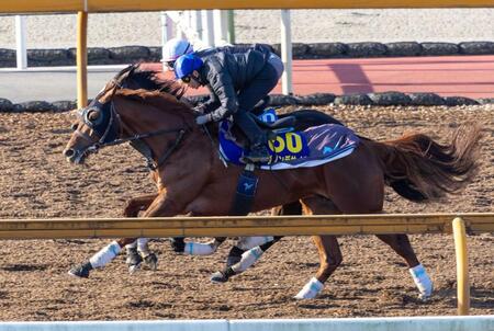 【有馬記念】ダノンデサイル　巻き返しへ順調　安田師「現状の推進力とバランスの乱れを確認」