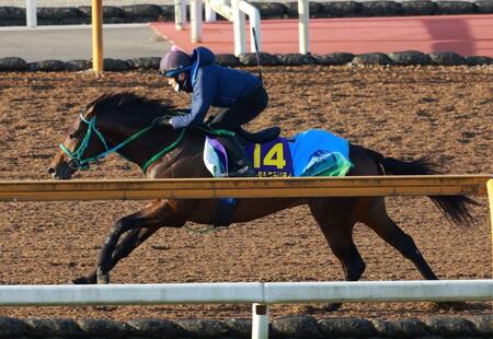 【朝日杯ＦＳ】トータルクラリティ　希望通りの枠で２歳マイル王へ　大下助手「順調です」