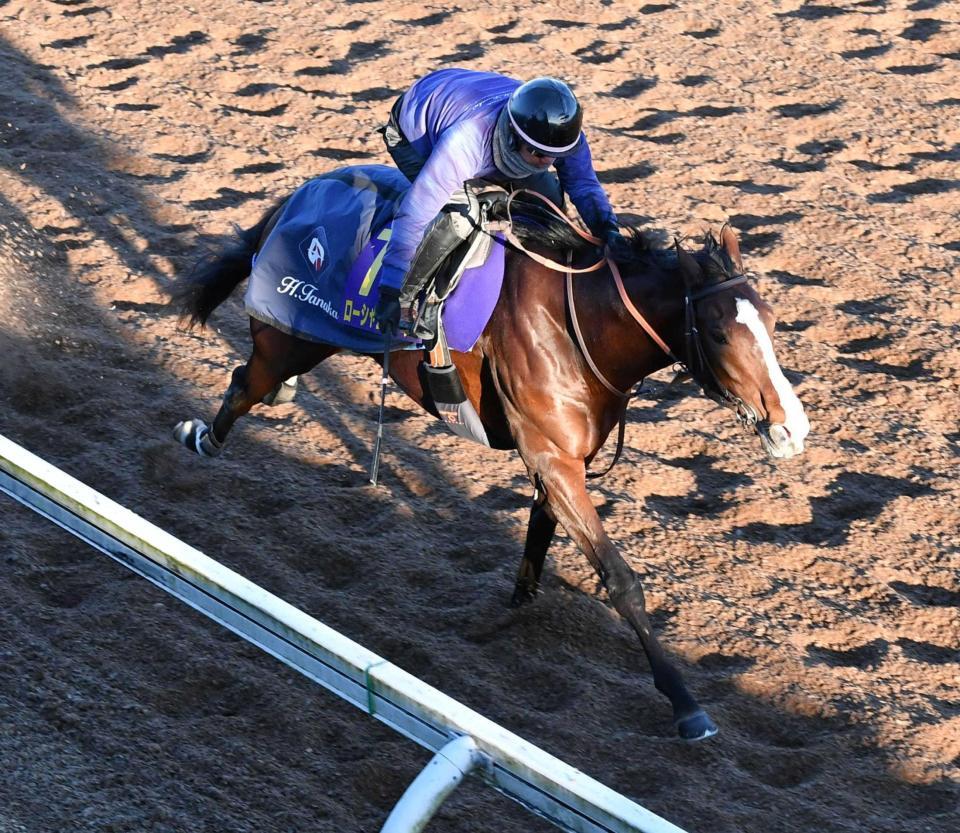 　元気良く美浦坂路を駆け上がったローシャムパーク（撮影・持木克友）