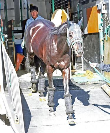 【有馬記念】ジャスティンパレス　順調そのもの　池水助手「去年よりもいい着順に来てくれたら」