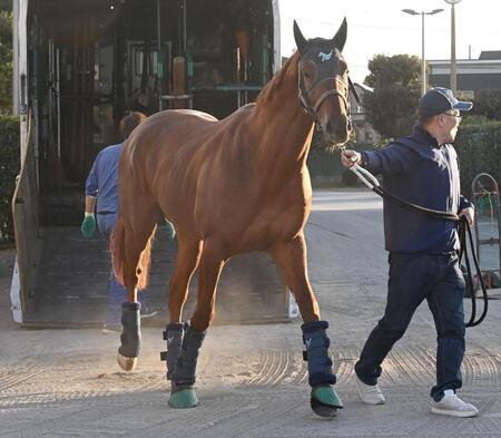 【有馬記念】ダノンデサイル　落ち着き十分　原口厩務員「順調に来られているのが何より」