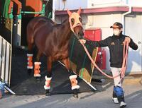 　中山競馬場に到着したスタニングローズ（撮影・園田高夫）