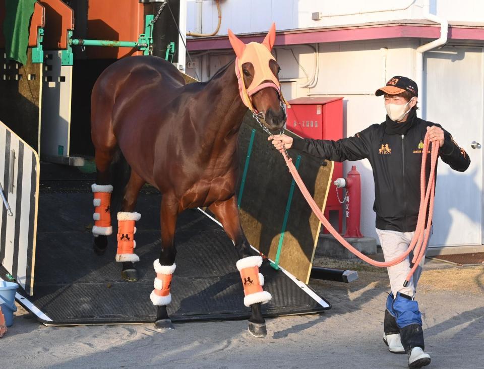 　中山競馬場に到着したスタニングローズ（撮影・園田高夫）