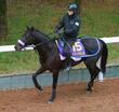 【京都＆中山の危険な人気馬】マジックサンズ　中山１１ＲホープフルＳ