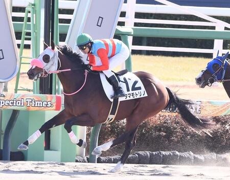 　新馬戦を制したタマモトリノ（撮影・園田高夫）