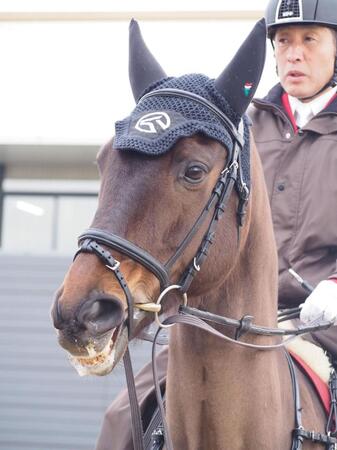 　中山競馬場で誘導馬デビューを果たしたアサマノイタズラ