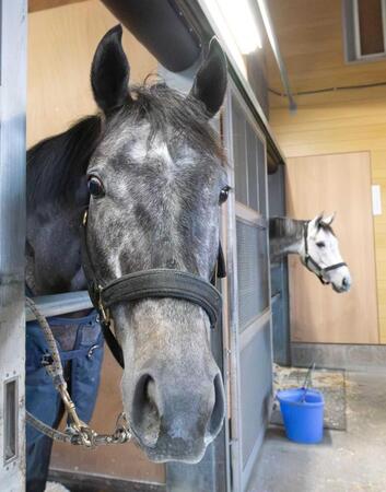 　姉のイフェイオン（奥）と隣同士のミニトランザット＝撮影・石湯恒介