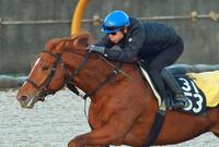 　追い切りにまたがる和田竜（撮影・石湯恒介）