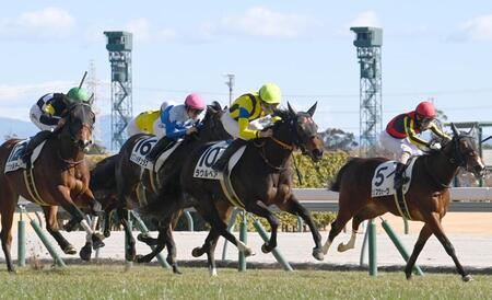 　新馬戦を快勝したラウルベア（中央）