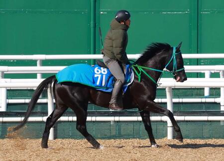 　連勝の勢いで重賞に挑むクファシル