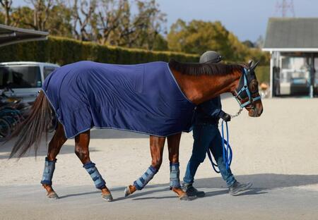 　ダート戦で新味を発揮したいエイシンスポッター（撮影・石湯恒介）