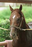 　１９９６年バイオレットＳなどを制したナムラホームズ（１９９８年撮影）