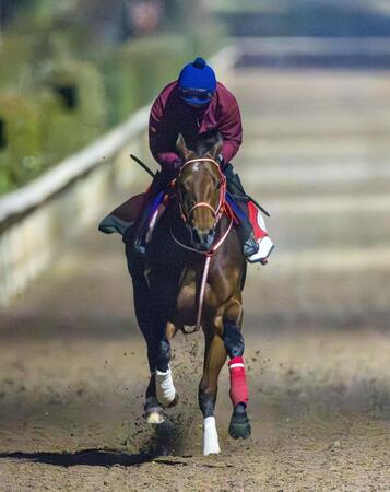 【サウジＣ】フォーエバーヤング　順調さアピール　坂井「日本で乗るのと何も変わらない」