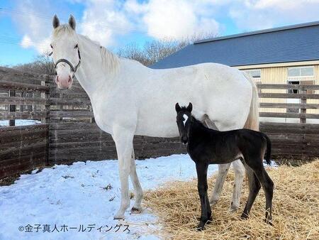 　ソダシとその初子となる牝馬ⓒ金子真人ホールディングス
