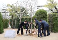 　桜を植樹する（左から）藤岡佑、藤岡師ら（撮影・石井剣太郎）