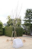 　植樹された桜（撮影・石井剣太郎）