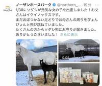 　ノーザンホースパークのＸ（＠ｎｏｒｔｈｅｒｎ＿ｈｏｒｓｅ）から