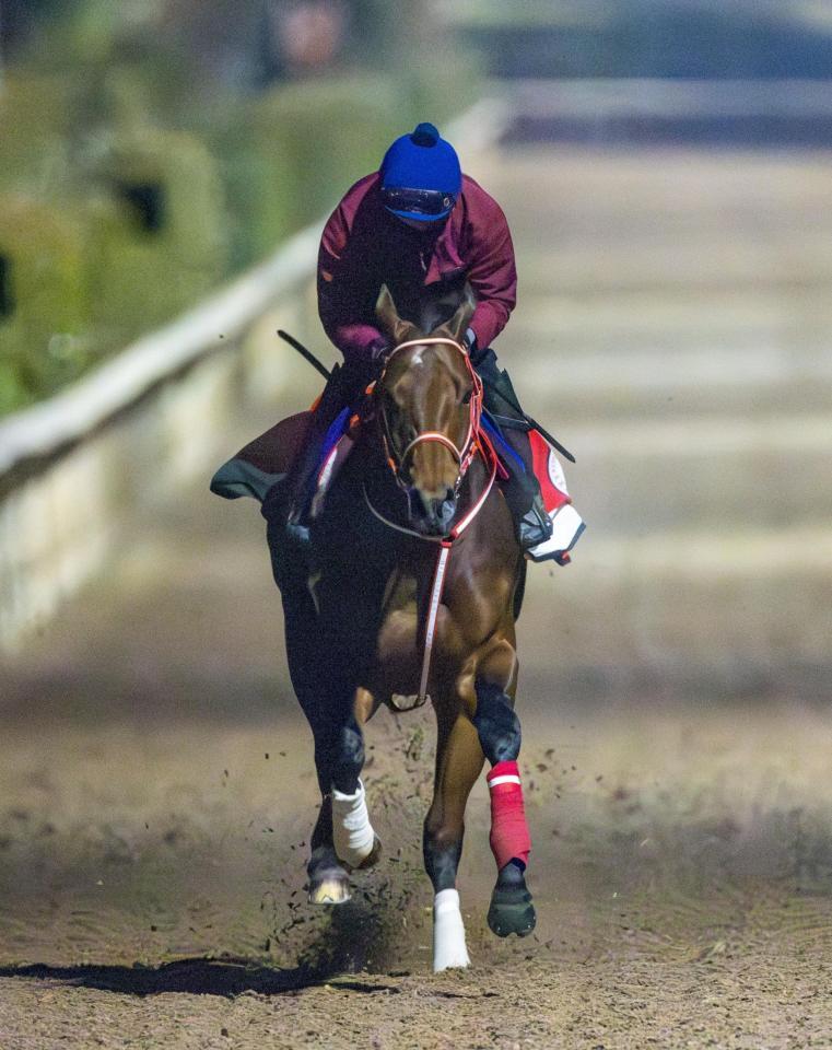 　坂井瑠星を背に栗東坂路で追い切るフォーエバーヤング（撮影・石湯恒介）