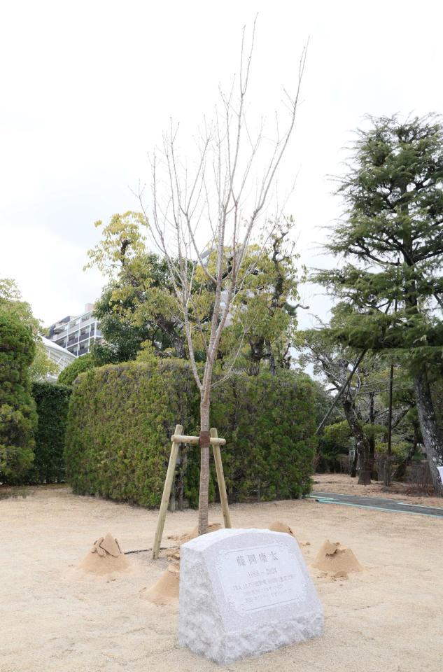 　植樹された桜（撮影・石井剣太郎）