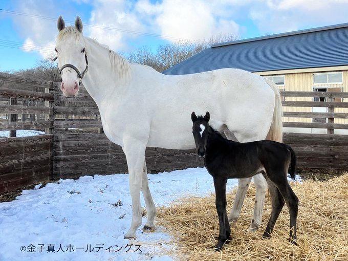 　ソダシとその初子となる牝馬ⓒ金子真人ホールディングス