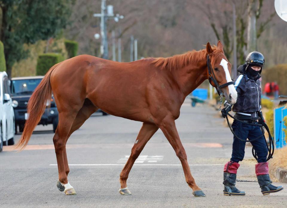 　運動するショウナンサエッタ（撮影・石湯恒介）
