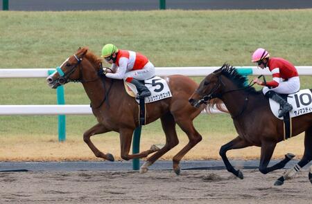 　ショウナンサエッタ＝京都競馬場（撮影・石湯恒介）