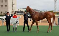 　ショウナンサエッタ＝京都競馬場（撮影・石湯恒介）