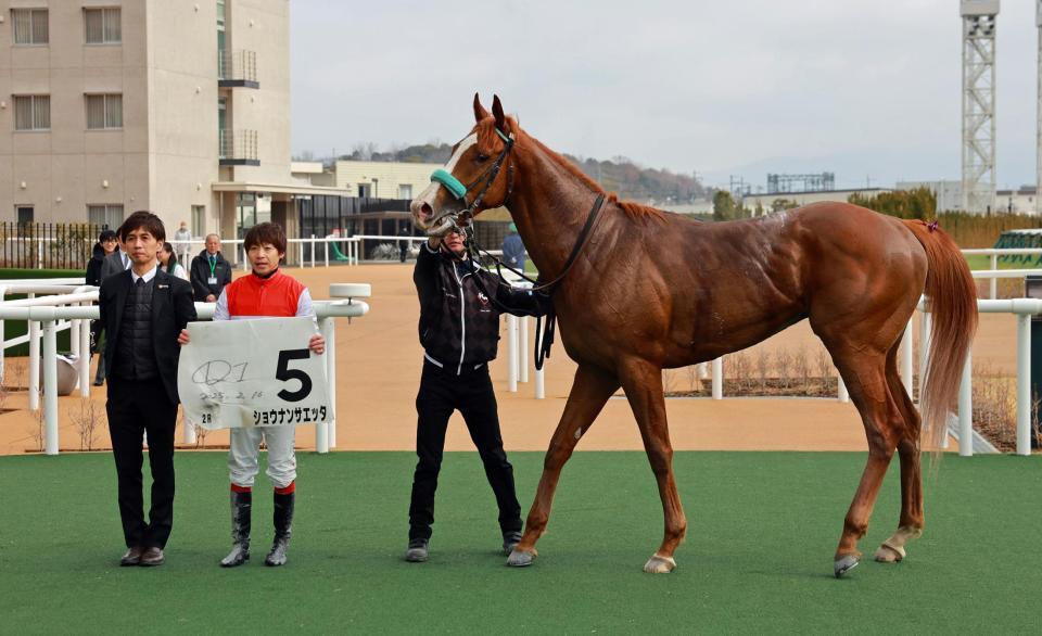 　ショウナンサエッタ＝京都競馬場（撮影・石湯恒介）