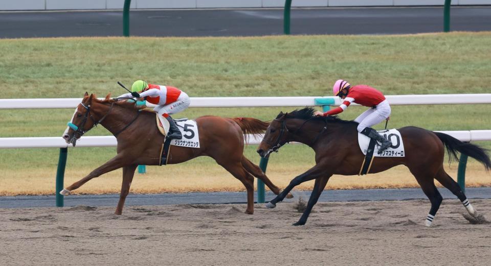 　新馬戦を快勝したショウナンサエッタ（左）＝京都競馬場（撮影・石湯恒介）