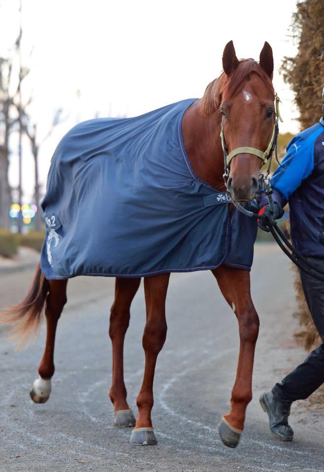 　好仕上がりで初陣を迎えるサンマルノヴェル（撮影・石湯恒介）