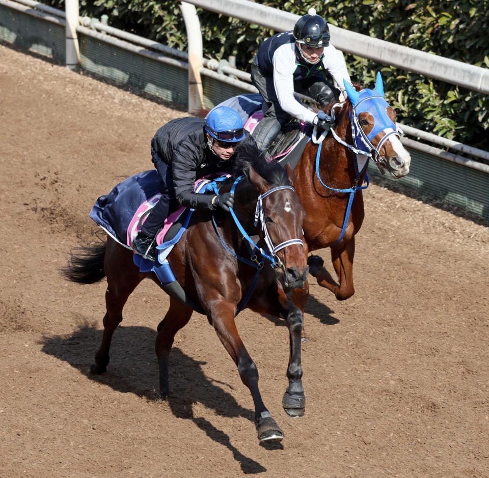 　栗東坂路の併せ馬で先着するウォーターガーベラ（手前）＝撮影・石井剣太郎