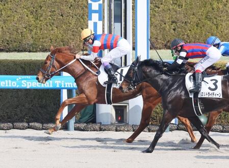 　阪神２Ｒを制したホウショウマリス（撮影・石井剣太郎）
