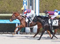 　阪神２Ｒを制したホウショウマリス（撮影・石井剣太郎）