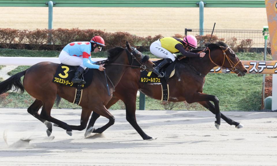 ヒヤシンスＳを制したルクソールカフェ（右）