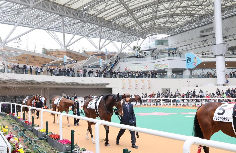 　リニューアルした阪神競馬場のパドック（撮影・石井剣太郎）