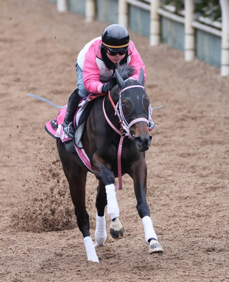 　ショウナンザナドゥ