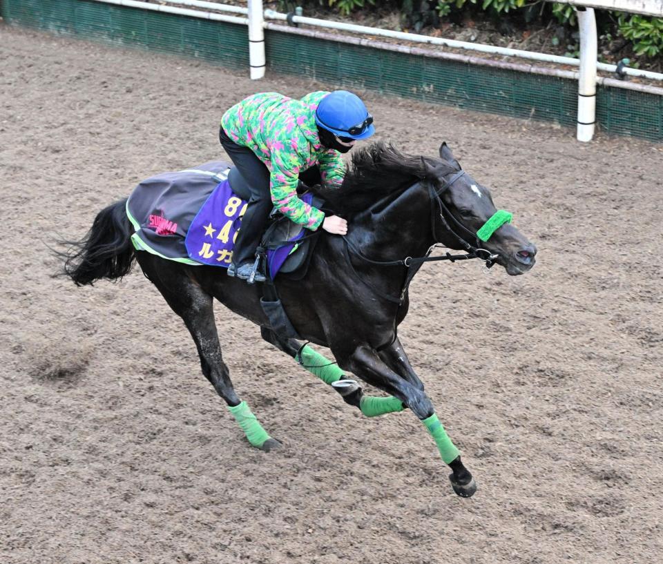 　栗東坂路で追い切るルガル（撮影・今井雅貴）