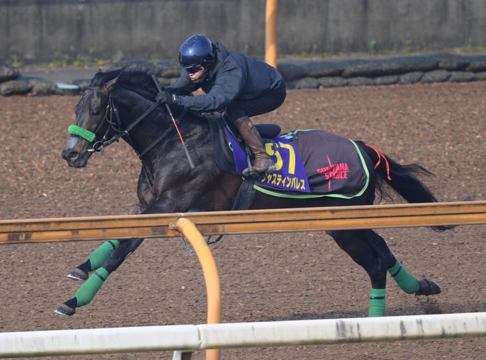 　着実に調整を進めているジャスティンパレス（撮影・石井剣太郎）